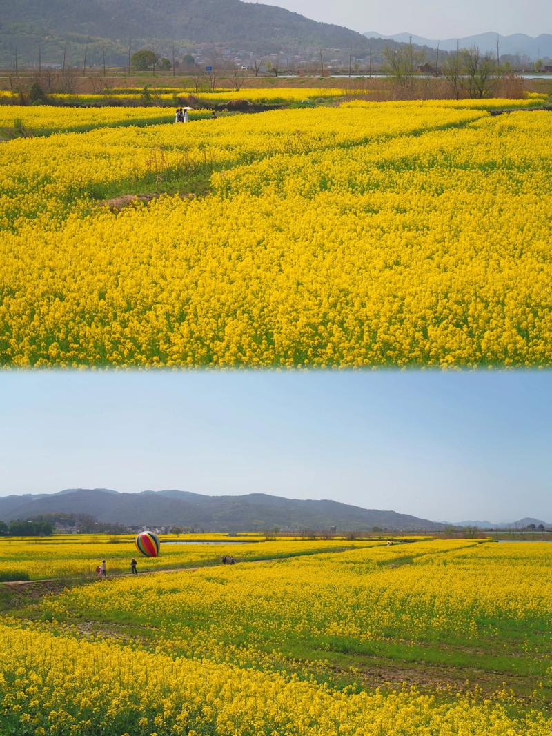 芜湖三山响水涧油菜花季节#欢乐芜湖春天有约