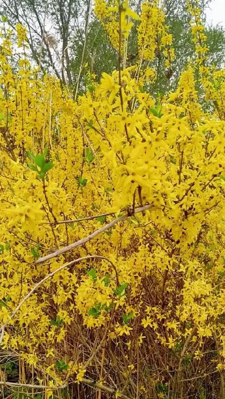 果然视频·好景山东|济南千佛山公园连翘花开，仿佛踏入金色海洋