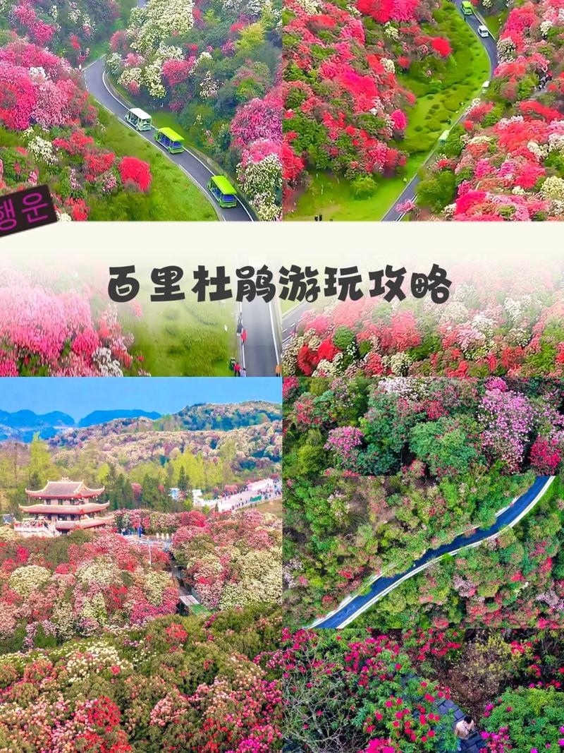 记录自驾旅行足迹 百里杜鹃 踏春赏花 分享美景