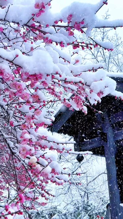 当百花山遇到三月雪 三月的雪 突如其来的一场雪