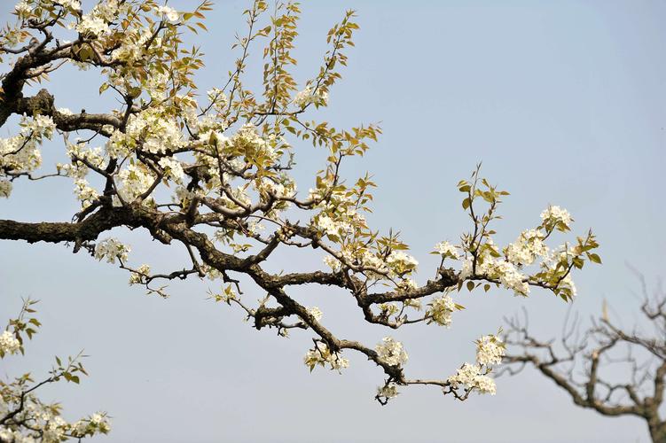 上海：嘉定梨花节开幕 千亩梨园百亩油菜组成春日花