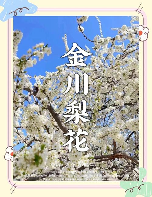 金甲梨花节"风起梨花醉"启幕 文旅融合引客465万创收47亿