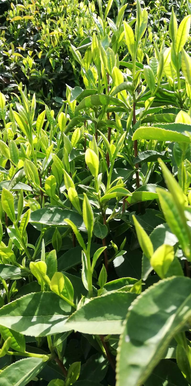 【茶山鉴茶·直播预告】秘境茶园的沉浸式体验，速来！