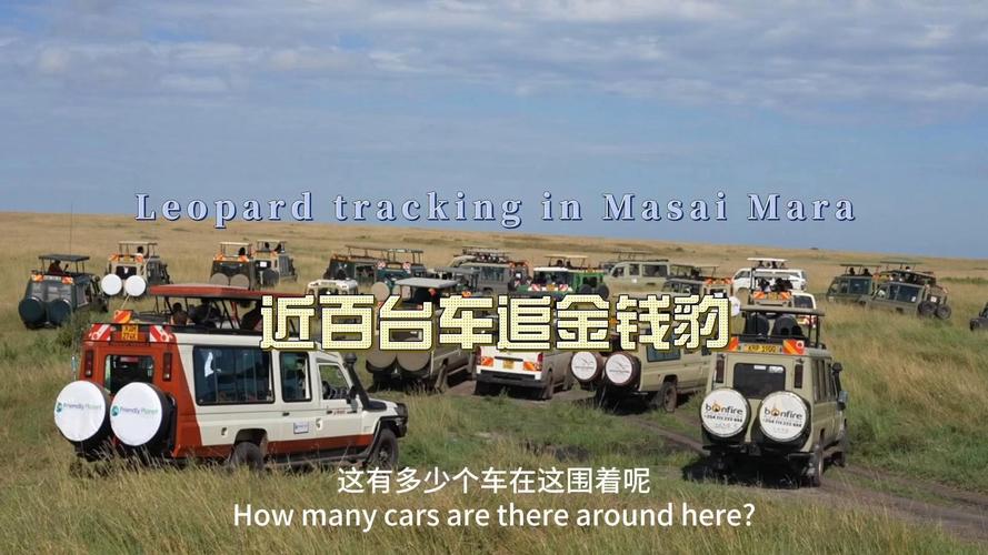 环球旅行2005天：马赛马拉草原发现金钱豹，引来近百台车追踪